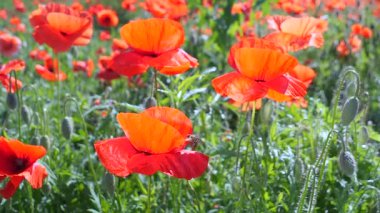 Yeşil tarlada gelincik çiçekleri