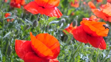 Yeşil tarlada gelincik çiçekleri