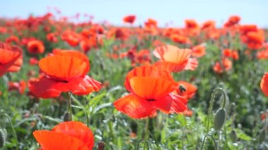 Yeşil tarlada gelincik çiçekleri