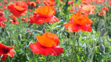 Yeşil tarlada gelincik çiçekleri