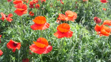 Yeşil tarlada gelincik çiçekleri