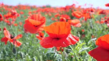 Yeşil tarlada gelincik çiçekleri