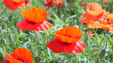 Yeşil tarlada gelincik çiçekleri