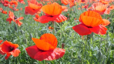 Yeşil tarlada gelincik çiçekleri