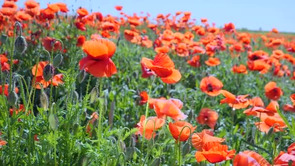 緑のフィールド上の夏のポピーの花 — ストック動画