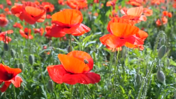 Flores Amapola Verano Campo Verde — Vídeo de stock