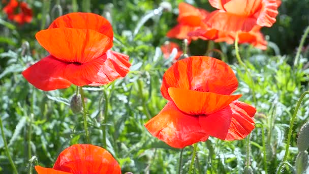 Sommar Vallmo Blommor Grönt Fält — Stockvideo