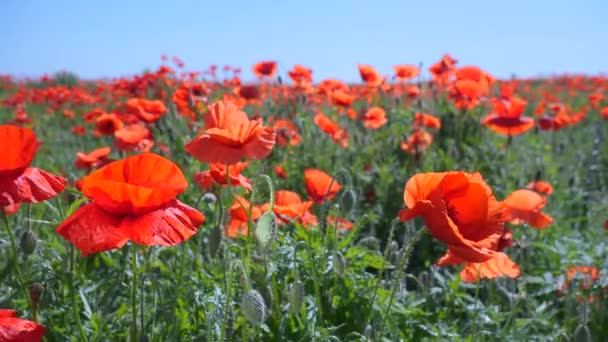 Zomer Papaver Bloemen Groen Veld — Stockvideo