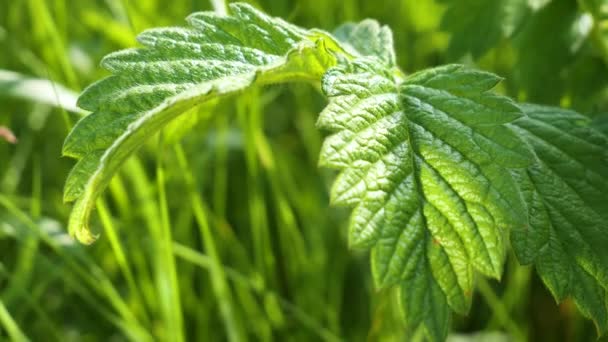 Folha Verde Com Gotas Chuva Verão Natureza Desenvolve Vento — Vídeo de Stock