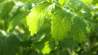Doğada yaz aylarında yağmur damlaları ile yeşil yaprak rüzgar gelişir