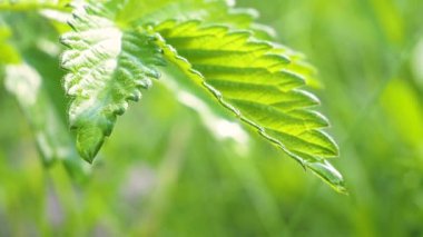 Doğada yaz aylarında yağmur damlaları ile yeşil yaprak rüzgar gelişir