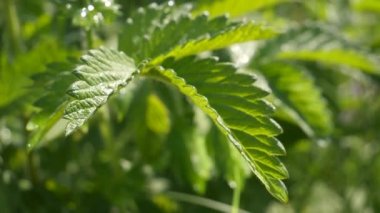 Doğada yaz aylarında yağmur damlaları ile yeşil yaprak rüzgar gelişir
