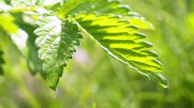 Doğada yaz aylarında yağmur damlaları ile yeşil yaprak rüzgar gelişir