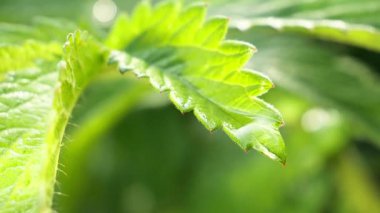 Doğada yaz aylarında yağmur damlaları ile yeşil yaprak rüzgar gelişir