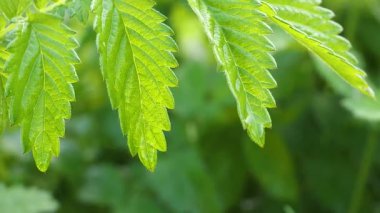 Doğada yaz aylarında yağmur damlaları ile yeşil yaprak rüzgar gelişir