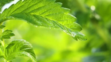 Doğada yaz aylarında yağmur damlaları ile yeşil yaprak rüzgar gelişir