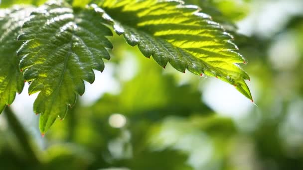 Grönt Blad Med Regndroppar Sommaren Naturen Utvecklas Vinden — Stockvideo