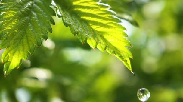 Grönt Blad Med Regndroppar Sommaren Naturen Utvecklas Vinden — Stockvideo