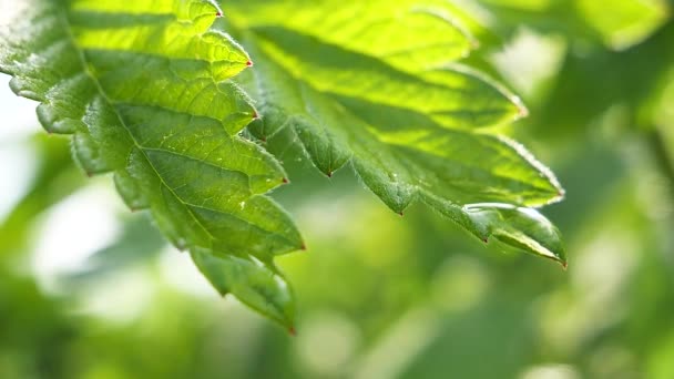 Grünes Blatt Mit Regentropfen Sommer Der Natur Entwickelt Sich Wind — Stockvideo