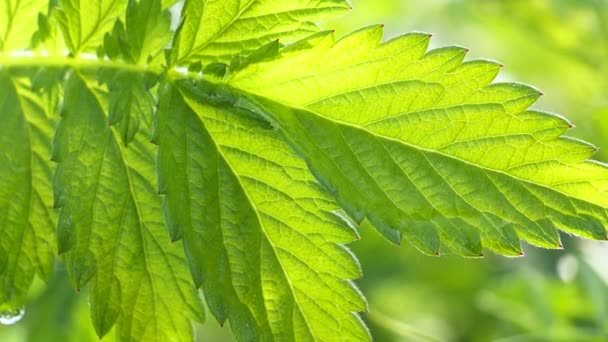 Grünes Blatt Mit Regentropfen Sommer Der Natur Entwickelt Sich Wind — Stockvideo