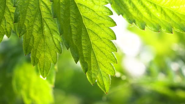 Green Leaf Raindrops Summer Nature Develops Wind — Stock Video