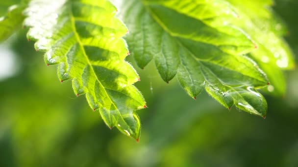 Grönt Blad Med Regndroppar Sommaren Naturen Utvecklas Vinden — Stockvideo