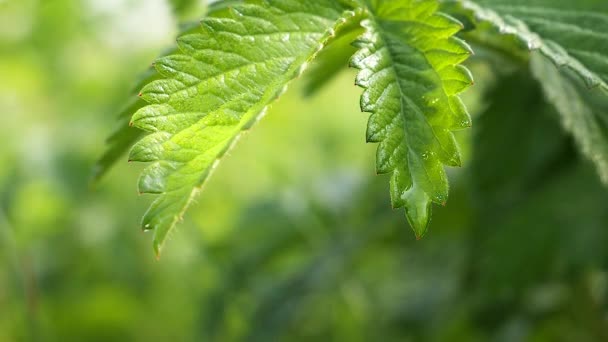 Groen Blad Met Regendruppels Zomer Natuur Ontwikkelt Zich Wind — Stockvideo