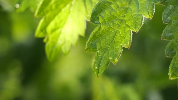 Folha Verde Com Gotas Chuva Verão Natureza Desenvolve Vento — Vídeo de Stock