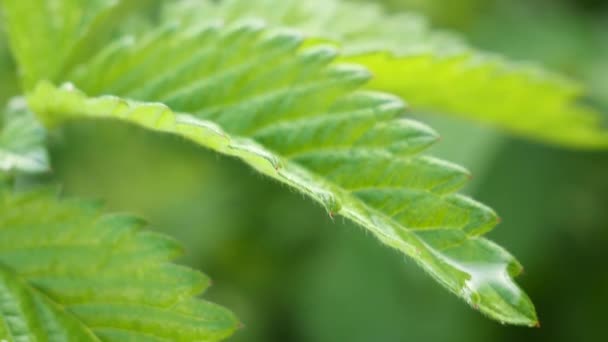 Grönt Blad Med Regndroppar Sommaren Naturen Utvecklas Vinden — Stockvideo