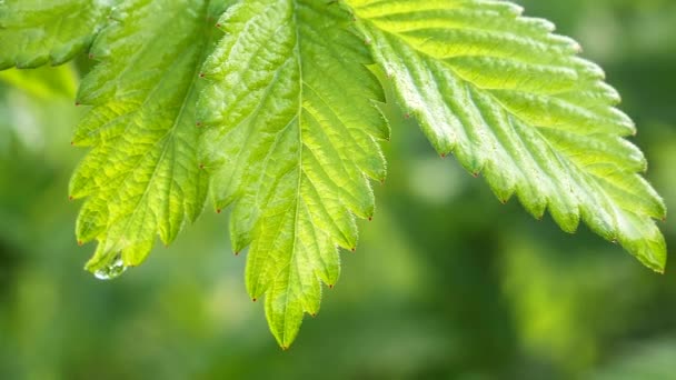 Groen Blad Met Regendruppels Zomer Natuur Ontwikkelt Zich Wind — Stockvideo