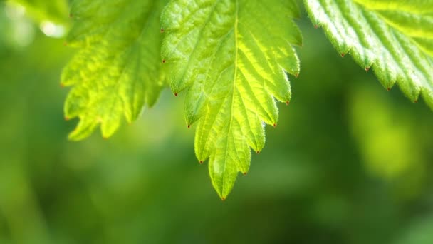 Grönt Blad Med Regndroppar Sommaren Naturen Utvecklas Vinden — Stockvideo