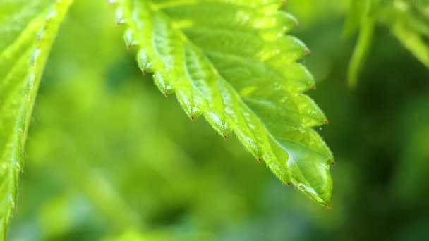 Grünes Blatt Mit Regentropfen Sommer Der Natur Entwickelt Sich Wind — Stockvideo