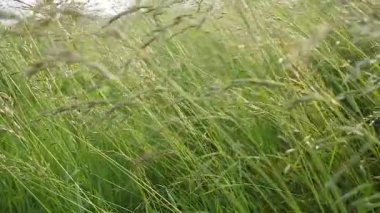 Yeşil çimenler yağmur damlalarıyla birlikte