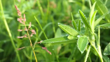 Doğada yaz aylarında yağmur damlaları ile yeşil yaprak rüzgar gelişir