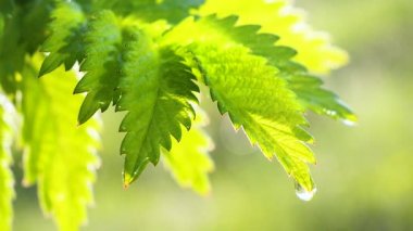 Doğada yaz aylarında yağmur damlaları ile yeşil yaprak rüzgar gelişir