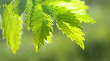 Doğada yaz aylarında yağmur damlaları ile yeşil yaprak rüzgar gelişir