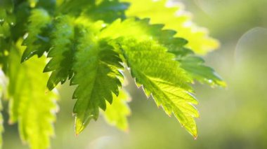 Doğada yaz aylarında yağmur damlaları ile yeşil yaprak rüzgar gelişir