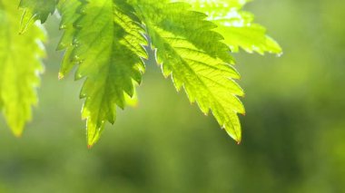 Doğada yaz aylarında yağmur damlaları ile yeşil yaprak rüzgar gelişir