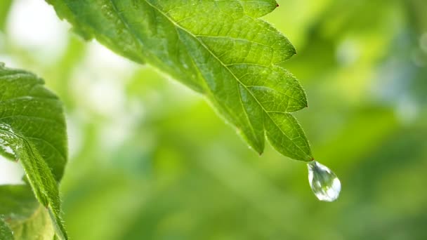 Folha Verde Com Gotas Chuva Verão Natureza Desenvolve Vento — Vídeo de Stock