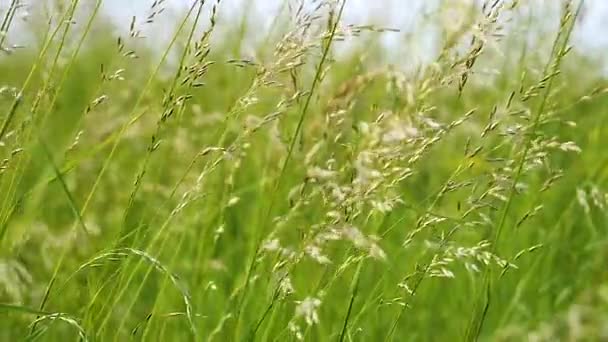 Green Grass Nature Raindrops — Stock Video