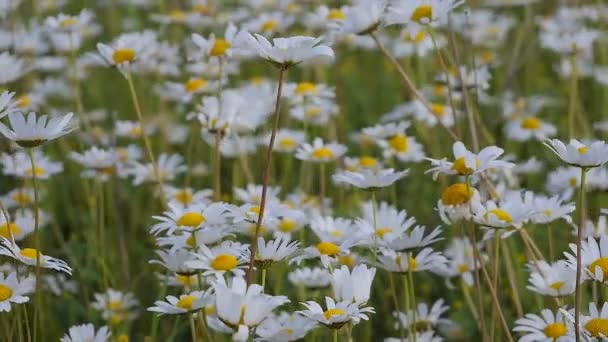 Chamomiles Het Zomer Veld Close — Stockvideo