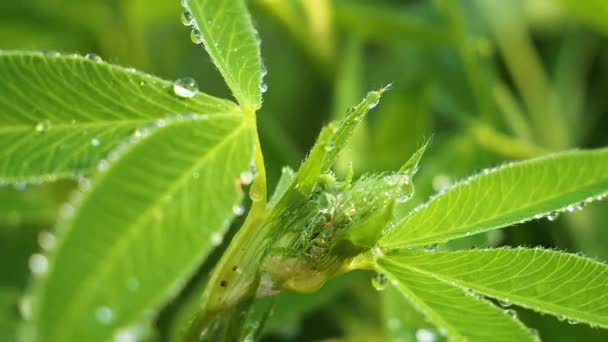 Hoja Verde Con Gotas Lluvia Verano Naturaleza Desarrolla Viento — Vídeos de Stock