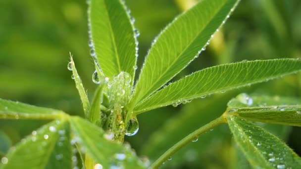 Hoja Verde Con Gotas Lluvia Verano Naturaleza Desarrolla Viento — Vídeos de Stock