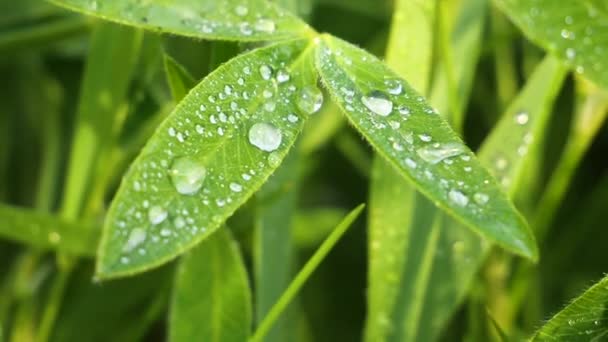Vihreä Lehti Sadepisaroilla Kesällä Luonnossa Kehittyy Tuulessa — kuvapankkivideo