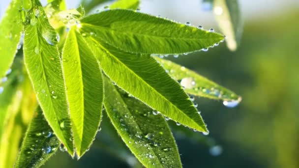 Folha Verde Com Gotas Chuva Verão Natureza Desenvolve Vento — Vídeo de Stock