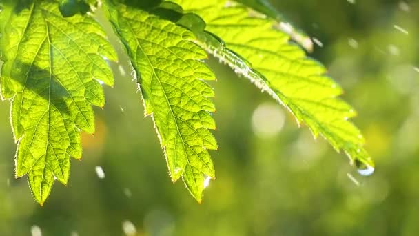 Grønne Blade Med Regndråber Sommeren Naturen Udvikler Sig Vinden – Stock-video