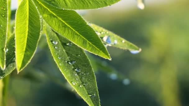 Green Leaf Raindrops Summer Nature Develops Wind — Stock Video