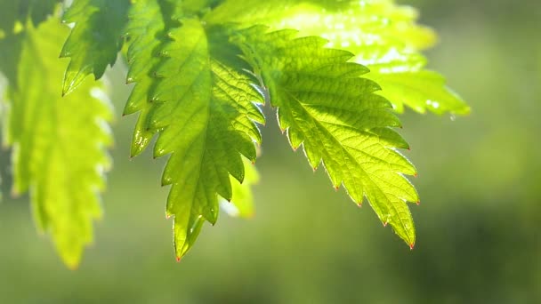 Grünes Blatt Mit Regentropfen Sommer Der Natur Entwickelt Sich Wind — Stockvideo