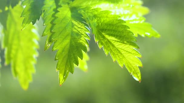 Feuille verte avec des gouttes de pluie en été dans la nature se développe dans le vent 