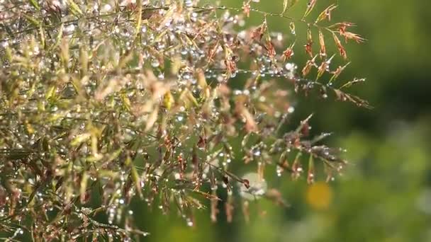 Groen Gras Natuur Met Regendruppels — Stockvideo